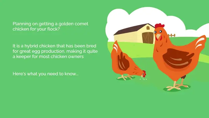 Factors To Consider When Choosing A Chicken Font