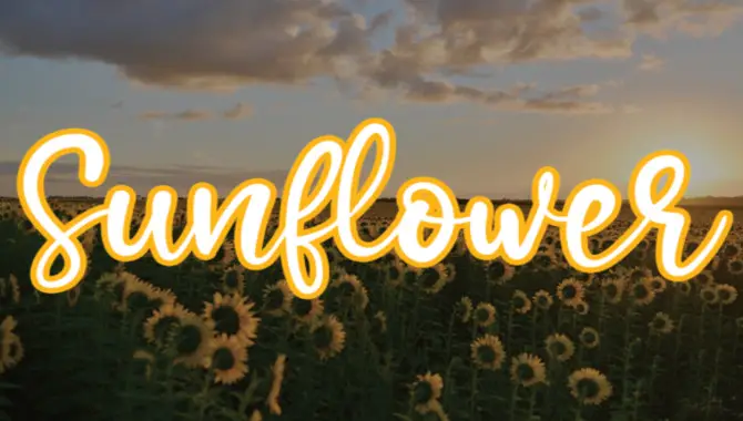 How To Use Sunflower Font For Branding And Marketing